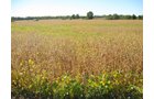 Property photo 14 - 80 Acres Offered in 4 Tracts - Horse Farm